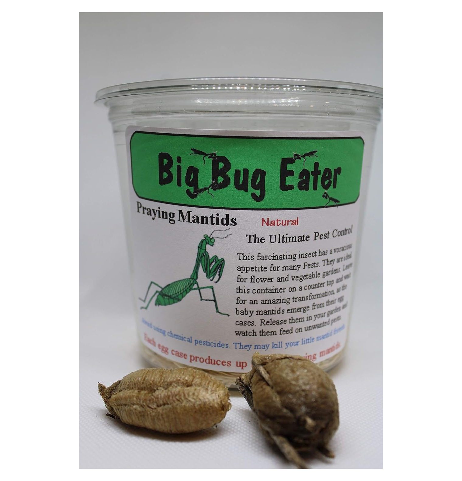 1 Large Chinese Ootheca Praying Mantis Egg Plus + 32oz Incubator Cup