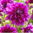 thumbnail image 1 of 1 Large Decorative Le Baron Dahlia Bulbs for Planting, Lemon Dinnerplate Dahlia Flowers Tubers Huge Bloom - Grows Well In Containers, 1 of 6