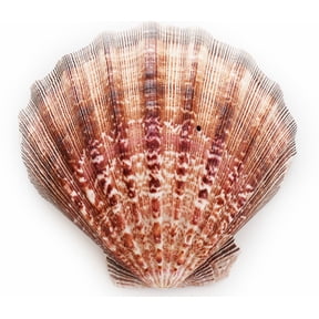 1 Large Lions Paw Scallop 5-6" Seashell for Baking Smudging Crafts Beach Decor