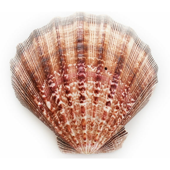 1 Large Lions Paw Scallop 5-6" Seashell for Baking Smudging Crafts Beach Decor