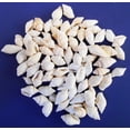 thumbnail image 1 of 1 Lb (1200) Tiny White Nassa Mini Shells (1/4-5/8") Beach Arts Crafts Hobby Bulk, 1 of 6