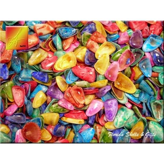 1 Lb (4 Cups) Dyed Coquina Shells Seashells (about 1/2 - 3/4") Beach Wedding Nautical Crafts Vase Filling Aquarium