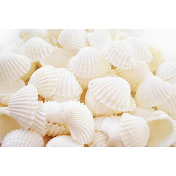 1 Lb (60) Beautiful Small White Ark Shells (1.25-1.5") Beach Wedding Decor Arts Crafts