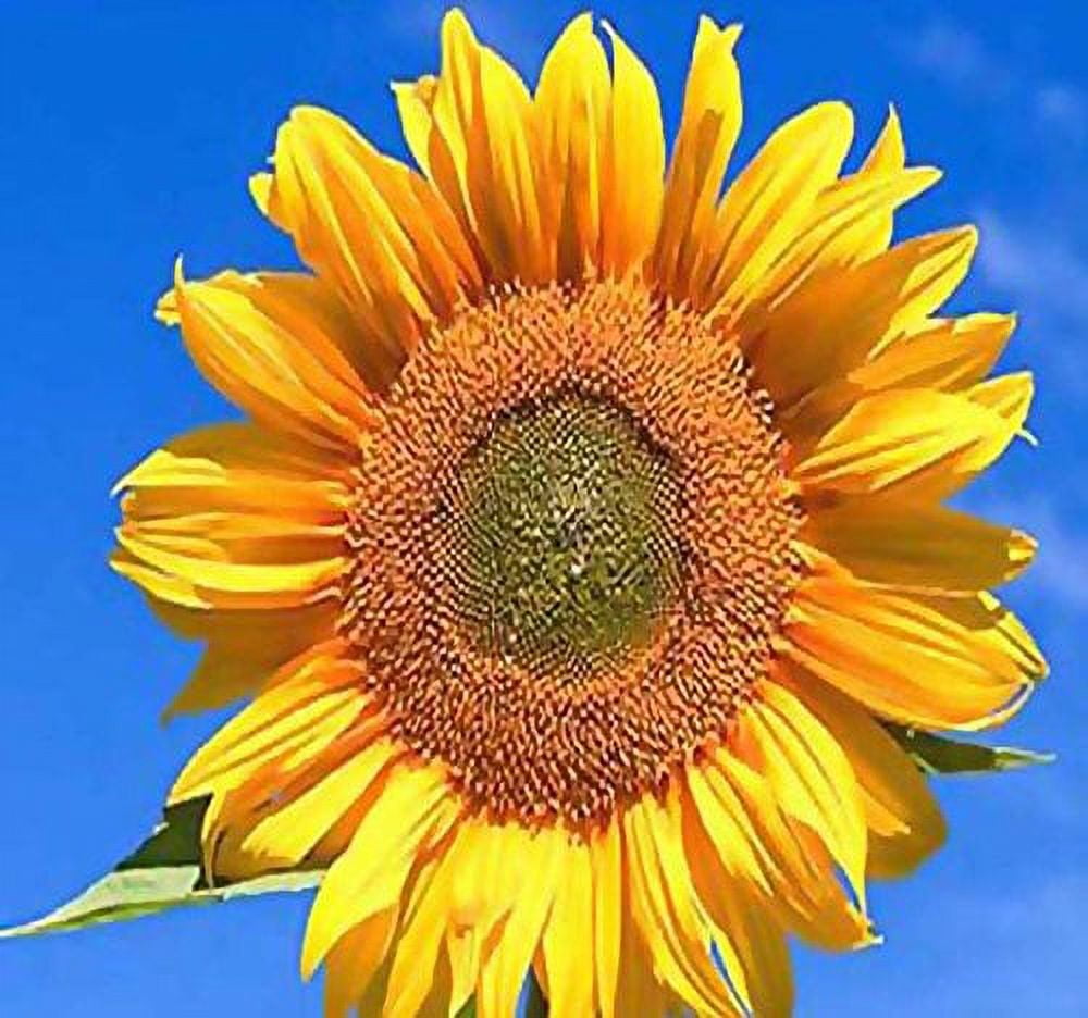 1 Lb (9,200+ Seeds) Peredovik Sunflower MVR1&nbsp;Seeds - Game Birds & Deer Favorite - Rich in Oil A+ for Plot Food Wildlife - Non-GMO Seeds by Myseeds.Co (1 Lb Peredovik Sunflower)