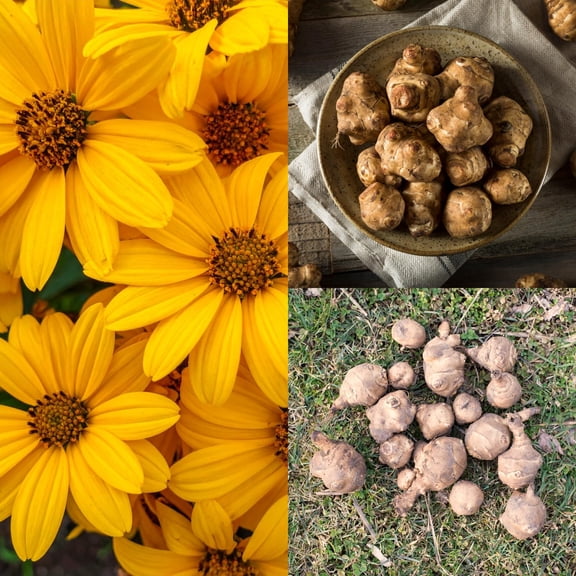 1 Lb Jerusalem Artichoke Bulbs for Planting, Hardy Perennial Sunchoke Tubers, Home Garden Growing
