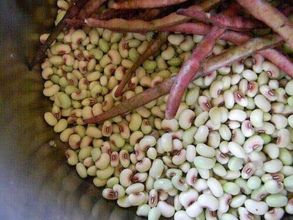 1 Lb Seeds Mississippi Pinkeye 2 Purple Hull Pea Cowpea SeedsSouthern
