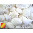 thumbnail image 1 of 1 Lb White Seashell Mix (Large) Beach Wedding Coastal Cottage Kids Crafts Nautical Home Decor Vase Filling, 1 of 3