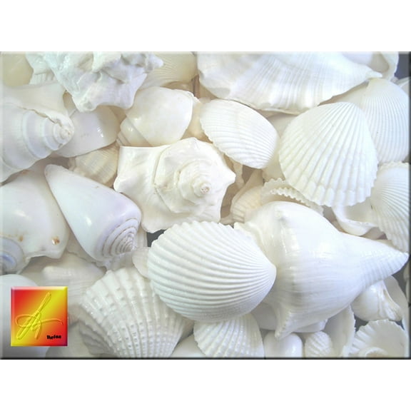 1 Lb White Seashell Mix (Large) Beach Wedding Coastal Cottage Kids Crafts Nautical Home Decor Vase Filling