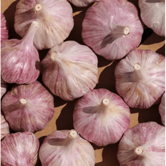 1 Lbs Bulbs Chesnok Red Garlic for Planting, Hardy Garlic Bulbs for Planting Home Vegetable Garden