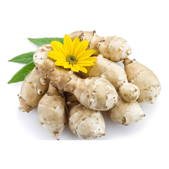 1 Lbs Jerusalem Artichokes Roots for Planting, Sunchoke Helianthus Tuberosus Roots for Outdoor Garden