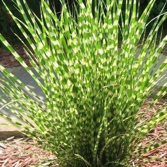 ( 1 ) - Little Zebra Dwarf Maiden Grass ( miscanthus ) - Starter Plant ( 4m )