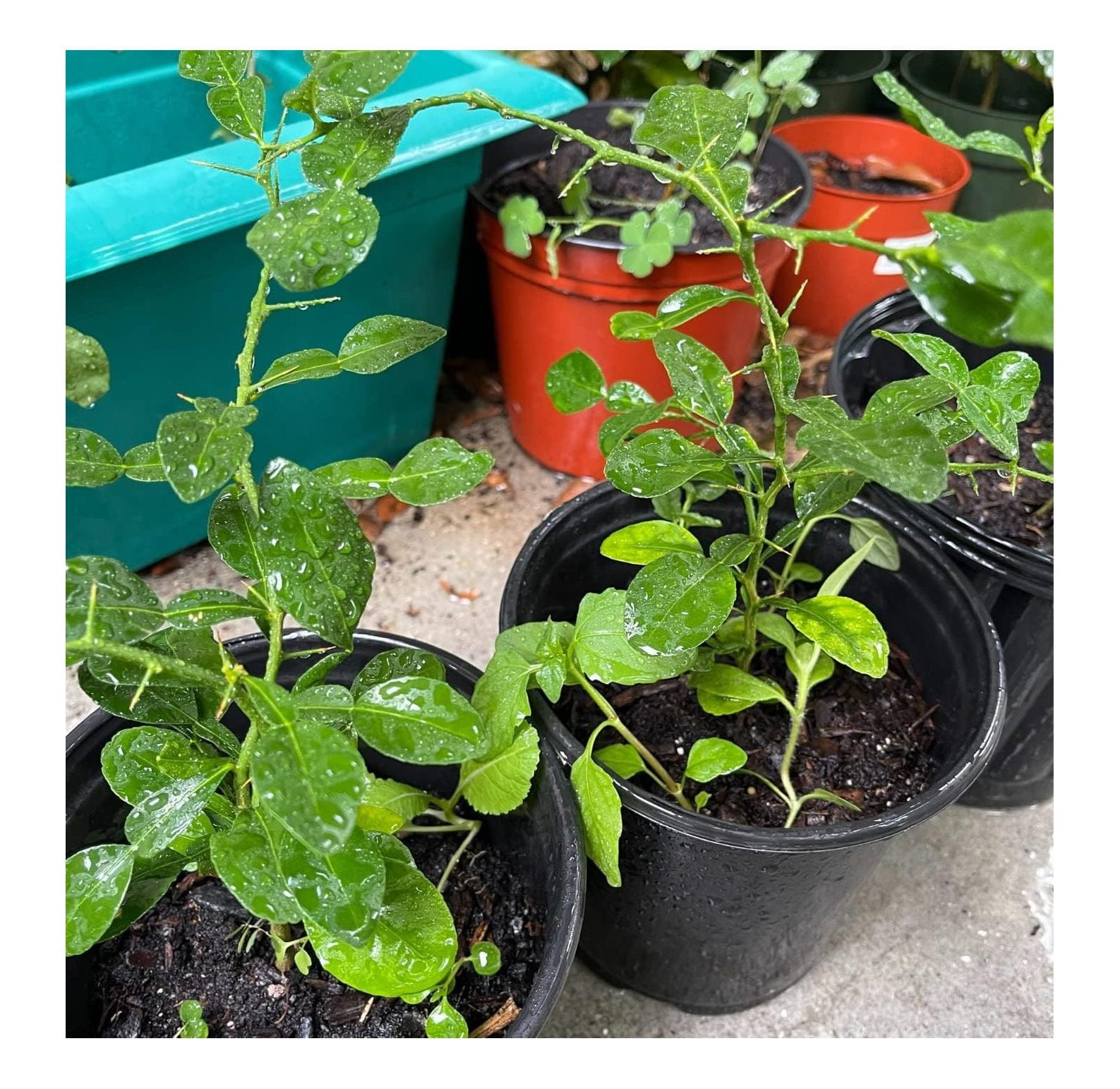 1 Live Kaffir Plant Kaffir Lime Tree Citrus Hystrix Makrut Live