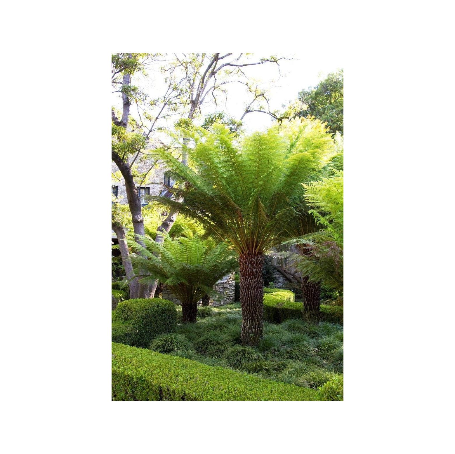 1 Live Plant Tasmanian Tree Fern Dicksonia Antarctica