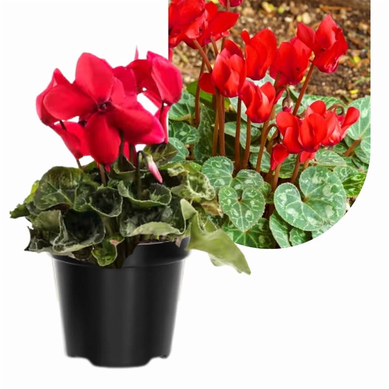 1 Live Red Cyclamen Plant, Perennial Bloom for Indoor or Patio Display 4–8 inch, Bright Indirect Light Needed
