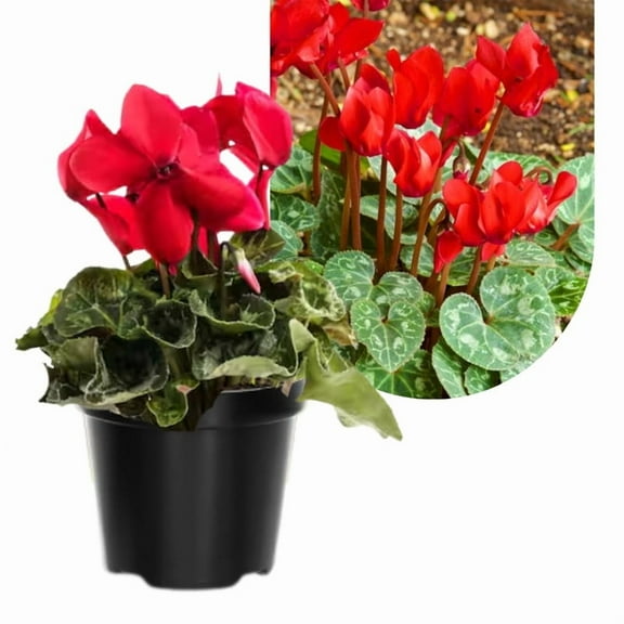 1 Live Red Cyclamen Plant, Perennial Bloom for Indoor or Patio Display 48 inch, Bright Indirect Light Needed