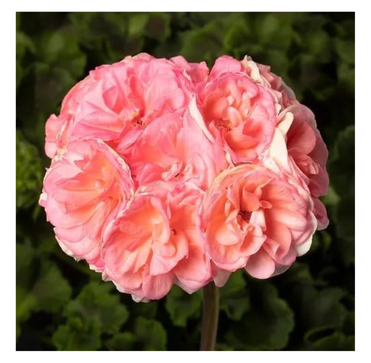 1 Live Salmon Geraniums Plant 4 Inch, Geranium Salmon Flower Live