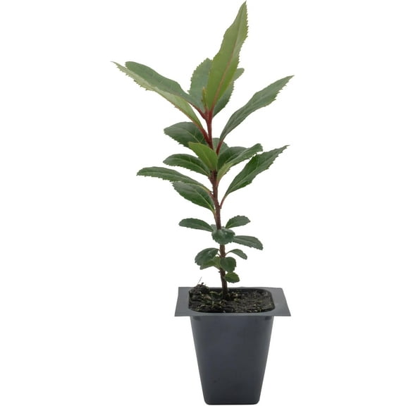 1 Arbutus Unedo - Live Strawberry Tree Plant – Sweet Resilient Beauty, Thriving in 2.5" Nursery Cubes