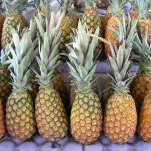 1 Live Sugarloaf Pineapple Plant - Pineapple Plant - Ananas comosus - Pineapple Plant Live - Kauai Sugarloaf - Pinapple Planter