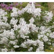 ( 1 ) - Madame Lemoine White French Lilac - Starter Plant ( 7L ) ( 1 live plant )