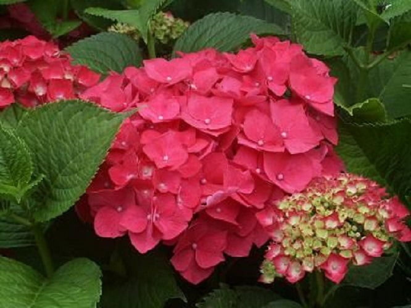 ( 1 ) - Masja Pink Mophead Hydrangea - Starter Plant ( 7m ) ( 1 live plant )