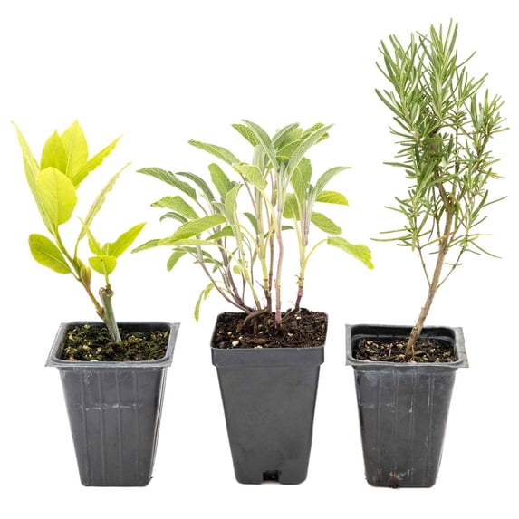 1 Mediterranean Chef's Herb Plant Trio: Live Aromatic Culinary Herbs in 3.5" Cubes | Garden-Ready Bay Laurel, Rosemary & Sage Plants with Fresh Savory Flavor for Cooking, Containers & Home Gardens