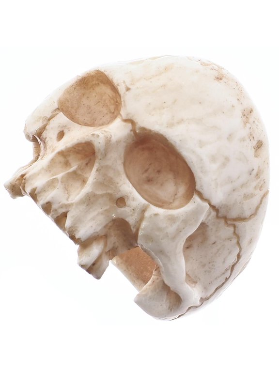 1" Mens Biker Jawless Skull Hand Carving Anituqe Stained Bison Bone Ring