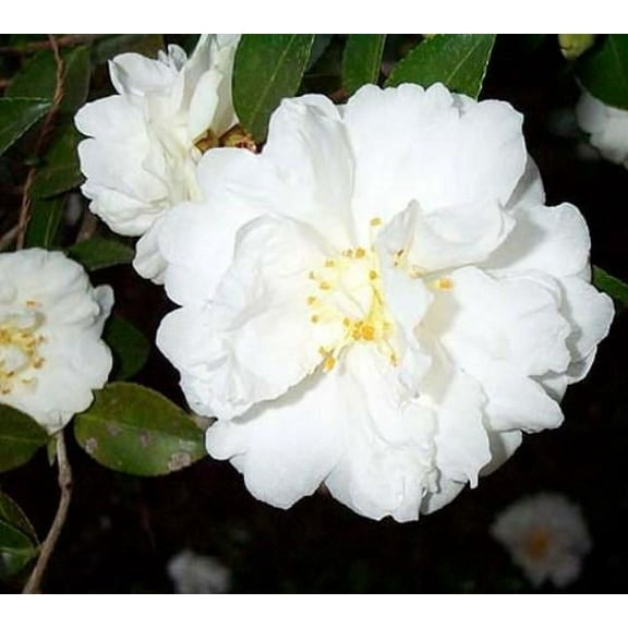 ( 1 ) - Mine No Yuki White Doves Camellia Sasanqua - Starter Plant ( 4L ) ( 1 live plant )