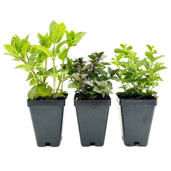 1 Mint Herb Trio: Live Aromatic Culinary Herbs in 3.5" Cubes | Garden-Ready Spearmint, Peppermint & Strawberry Mint Plants for Fresh Flavorful Tea, Cooking, Containers & Home Gardens