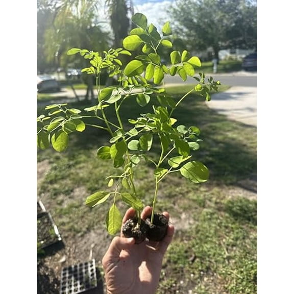 10 Moringa Plant Lives -1 Foot Tall with Free Moringa Seeds. Drumstick -Miracle Tree - Malunggay - Herb - Vegetable - Nutrient-Dense