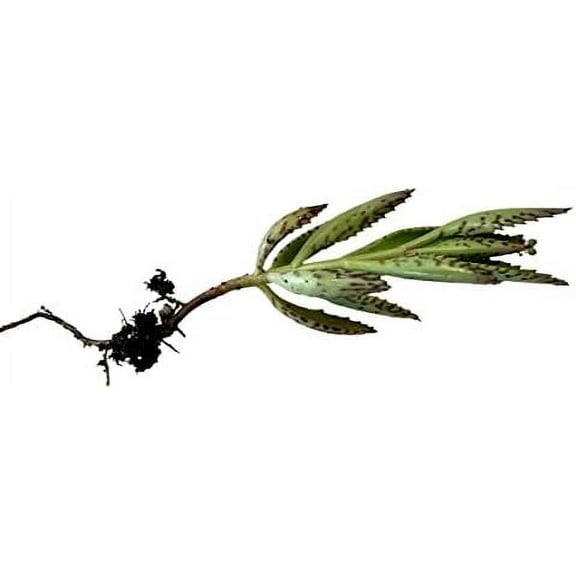 1 Mother of Thousands Kalanchoe Daigremontiana Alligator Plant