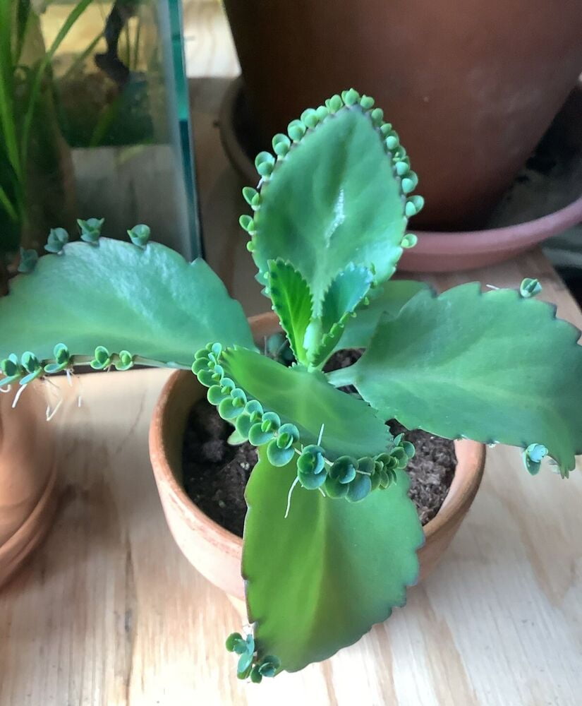 1, Mother of Thousands, Rooted Plant Not Pups, Easy Care House Plant