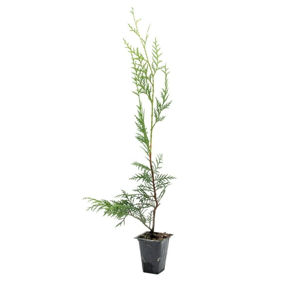 1 Murray Cypress Saplings in 3.5" Nursery Cubes | Cupressocyparis leylandii ‘Murrayii’ | Fast-Growing, Dense Evergreen Privacy Hedge & Windbreak | Ready-to-Plant Live Trees