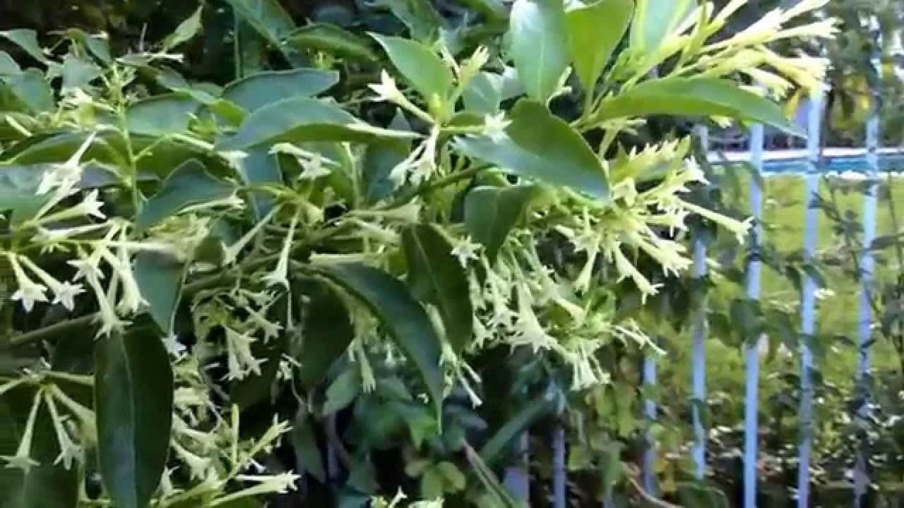 1 Nicely-Sized Fragrant Night Blooming Jasmine in one trade gallon Container (0.667 gallons of dirt)