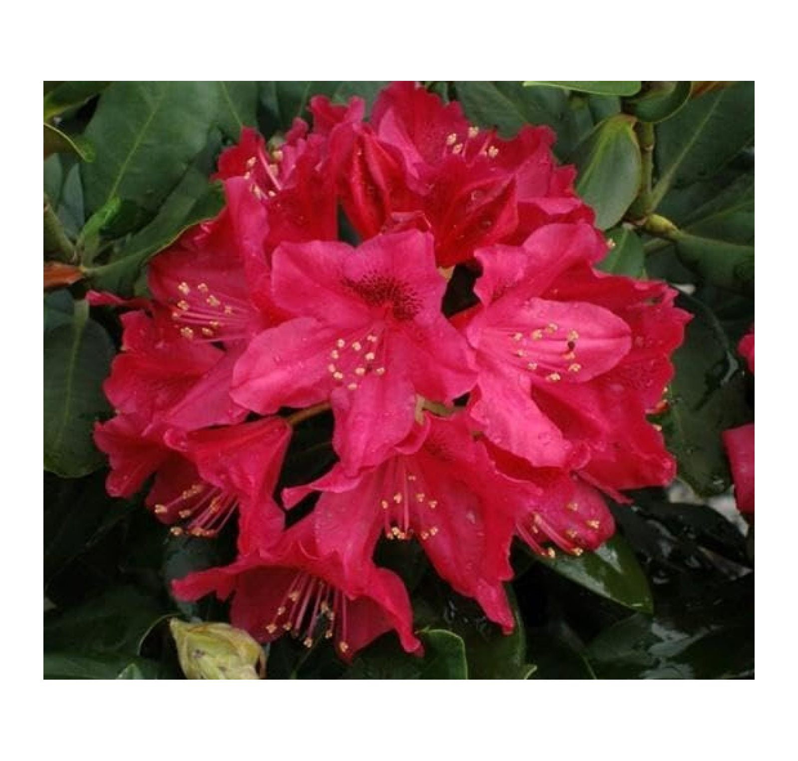 1 Nova Zembla Red Rhododendron Starter Plant 8m 1 Live Plant 1-nova-zembla-red-rhododendron-starter-plant-8m-1-live-plant