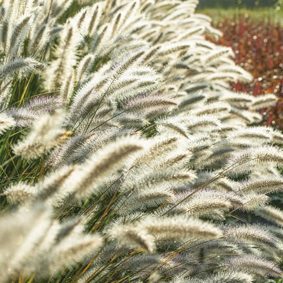 1 Ornamental Grass Plants Live Clumps - 8-12 Inc Tall - White Fountain Grasses Live Plants Perennial