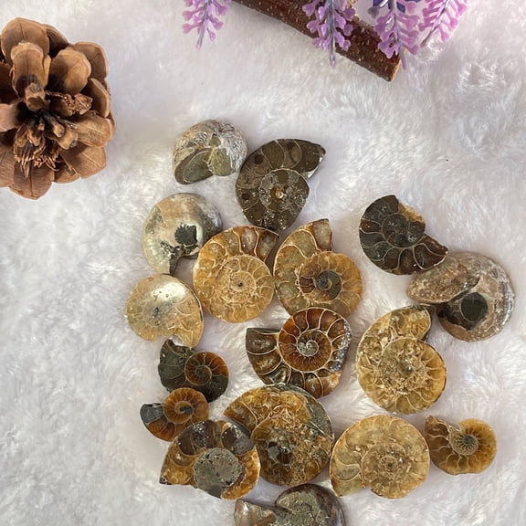 1 PC Natural Ammonite Fossil, Natural Stone Raw Gemstone Rocks for Chakra Balancing, Reiki Healing, Meditation and Jewelry Making, Fountain Rocks, Decoration