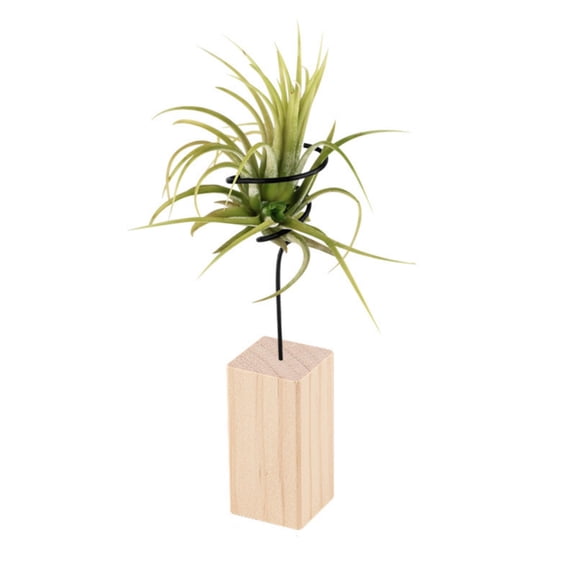 1 PCS Wooden Air Plant Holder, Air Plant Container Live Holder Wood Base with Metal Spiral for Display Small Air Plant, Tillandsia Stand for Home Desktop Office, Housewarming Gift(A)