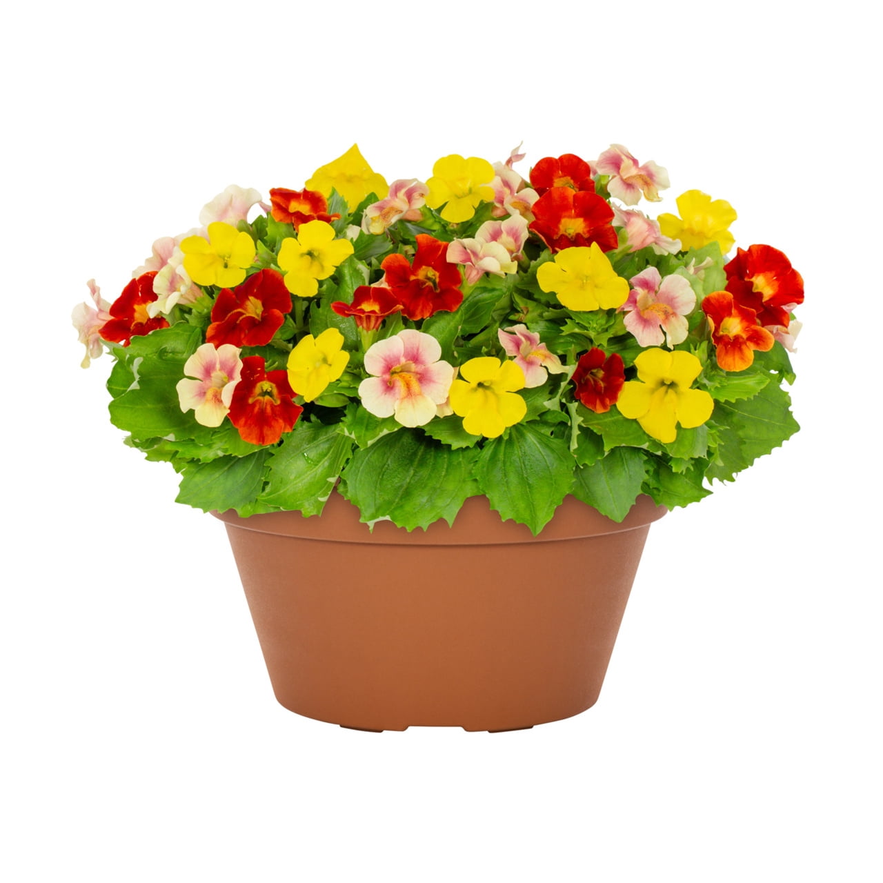 Expert Gardener 1.25gal Mimulus Maximus Live Annual Plant Decorative Pot Partial Sun