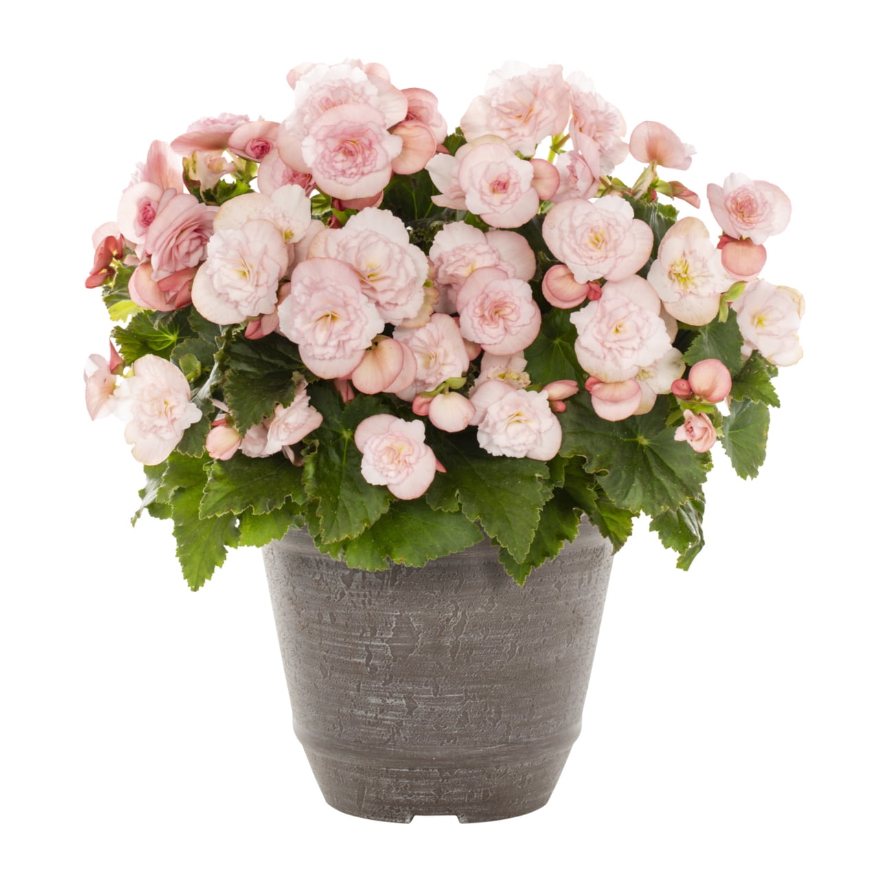 Better Homes & Gardens 3QT Pink Begonia Live Annual Plant Arden Decorative Pot Partial Shade