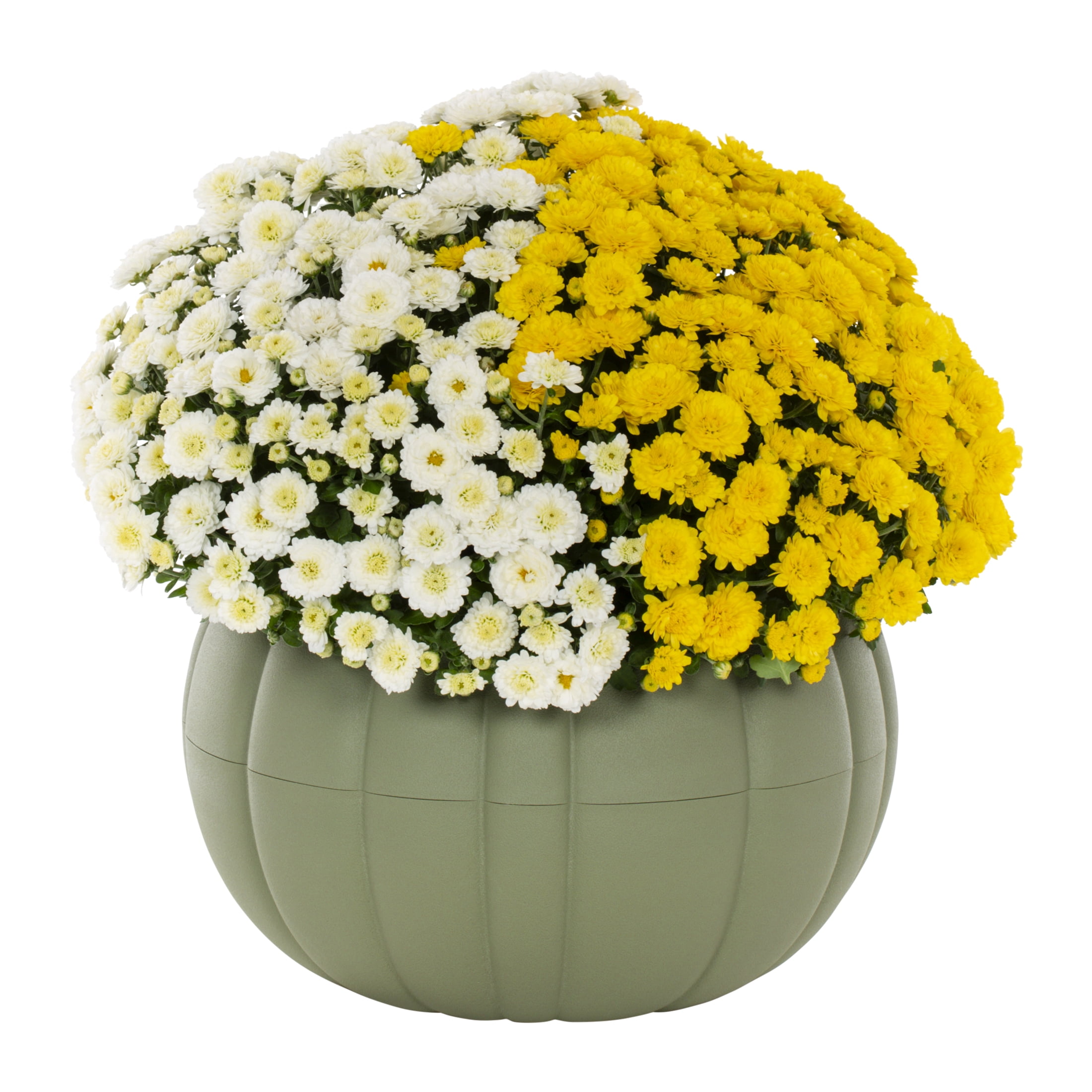 Better Homes & Gardens 12" White and Yellow Garden Mum in Pumpkin Planter, front porch planter