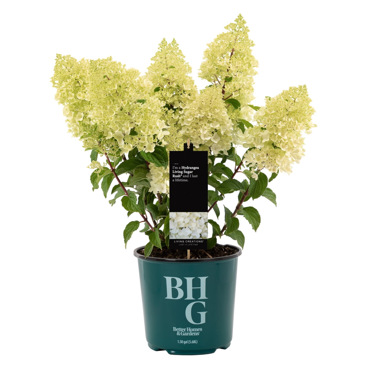 Better Homes & Gardens 1.50gal Red Velvet Hydrangea Live Shrub Plant Sun 1-Pack