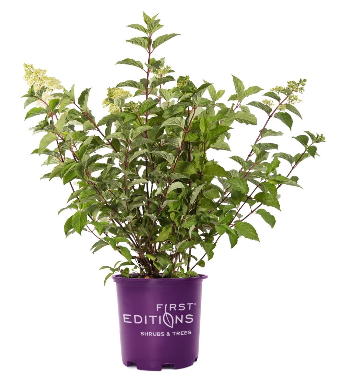 1 PK First Editions 1Gal Hydrangea Paniculata Little Hottie Perennial Plant Sun