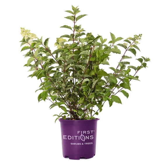 1 PK First Editions 1Gal Hydrangea Paniculata Little Hottie Perennial Plant Sun