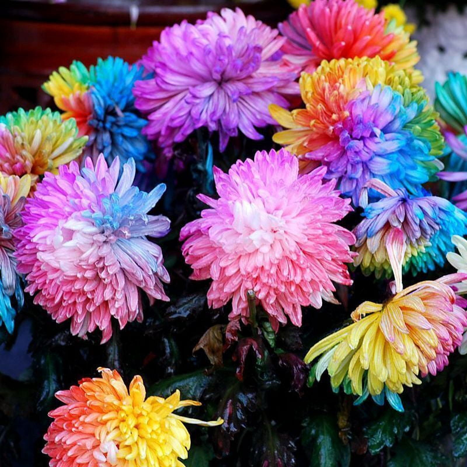 1 Pack 100 Rainbow Chrysanthemum Flower Seeds DIY Home Garden Plant