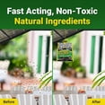 thumbnail image 1 of 1 Pack Outdoor Disposable Hanging Fly Trap with Natural Pre-Bait, Catches Flies Everywhere Anywhere – Stables Ranches Cottages and More, Dissolvable Bait Pack with 10g Lure, 1 of 5