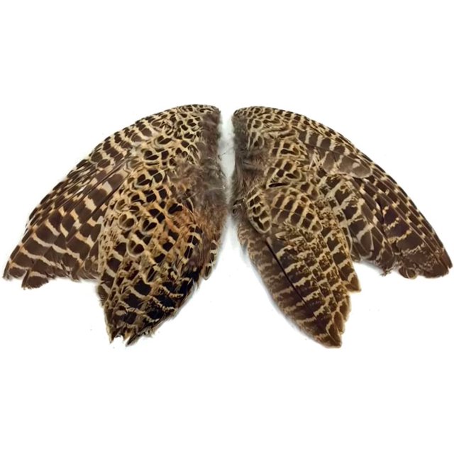 1 Pair Natural Ringneck Pheasant Hen Whole Wing Set (Left and Right