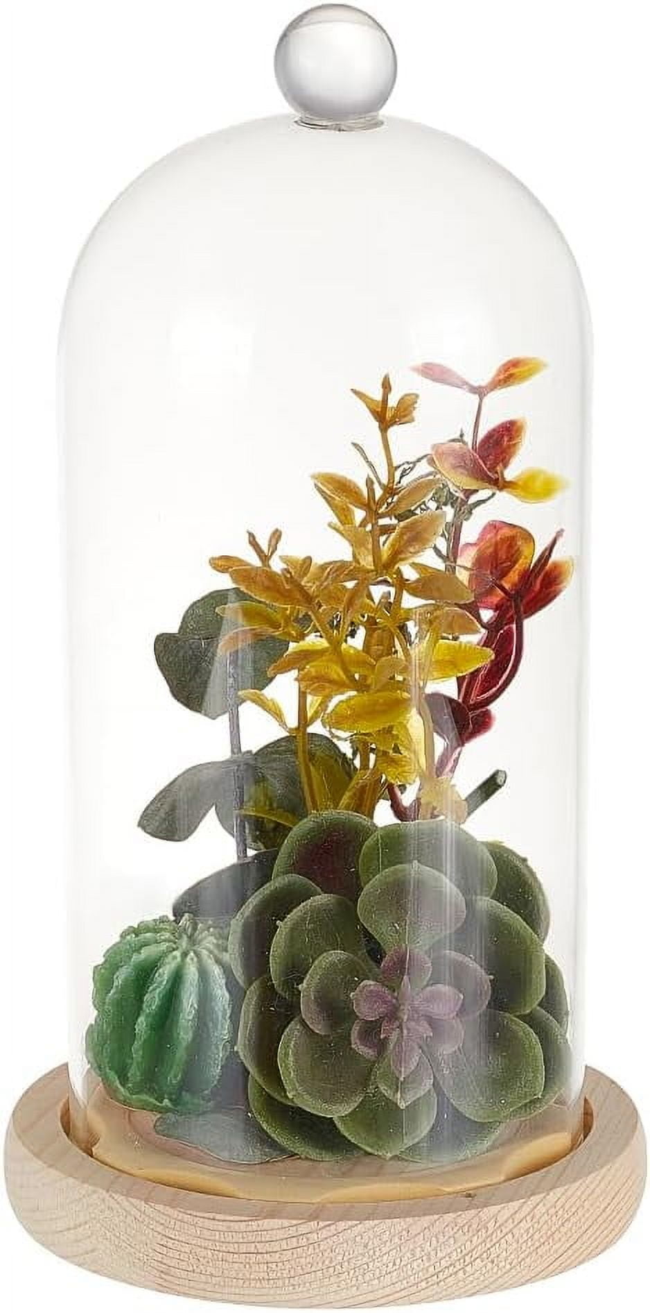 1 Pc Glass Display Dome Cloche 4.45x8.27 Inch Cloche Bell Jar Terrarium ...