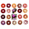 thumbnail image 1 of 1 Pc Pomchies Colorful Ponytail Holder/Hair Tie Pom (Reds and Oranges Collection), Black/Fanta, 1 of 5