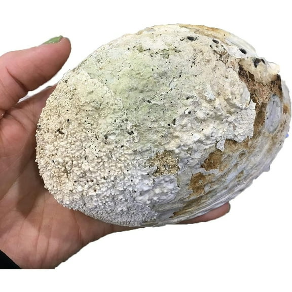 1 Pcs 11-13cm Shell Nautical Decor Seashell Beach Wedding Shells Ocean Decor Jewelry DIY Shell Soap Dish Aquarium Home Decor