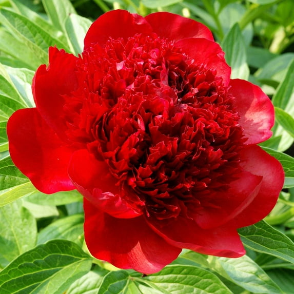 Easy to Grow Peony Red Charm 1 Plant Root Division, Spring Outdoor Zones 3-8